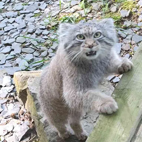 トレゴムール動物園のアルタイの写真