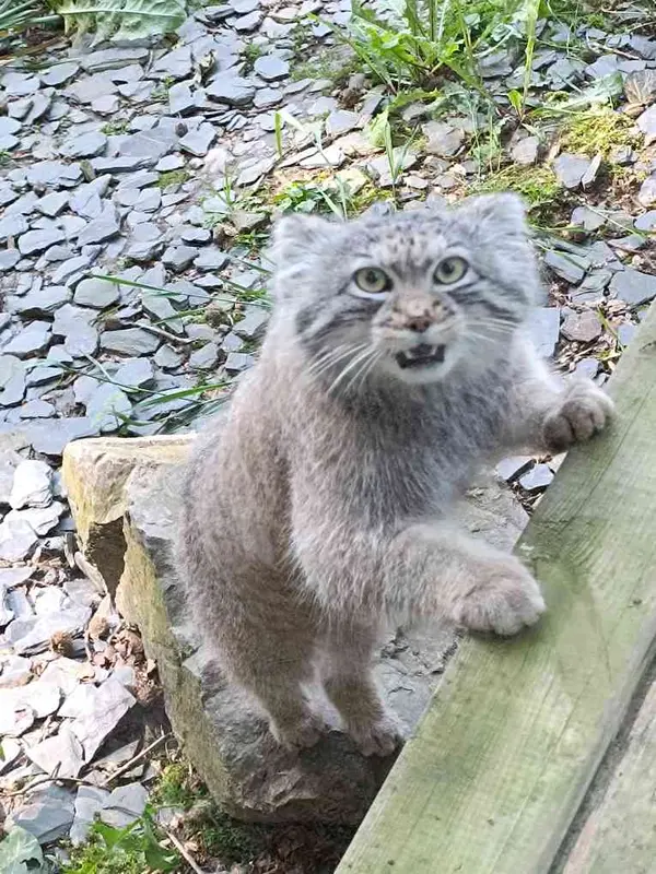 トレゴムール動物園のアルタイの写真