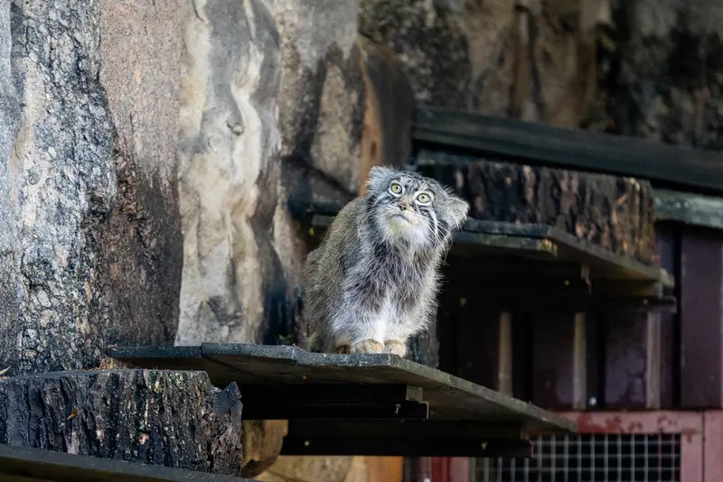 モスクワ動物園のティモフェイの写真