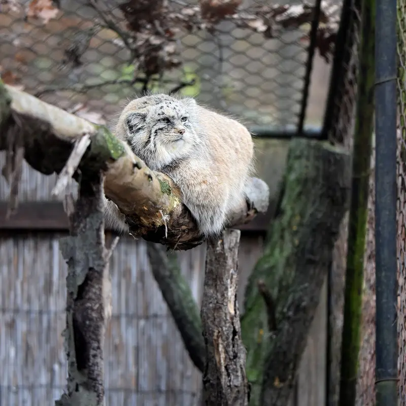 ブルノ動物園のナミカの写真