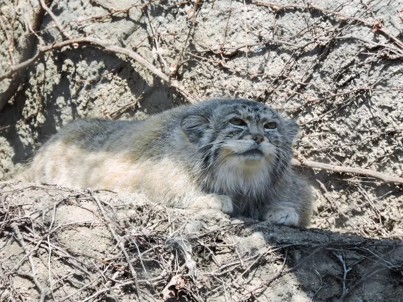 リンカーン・パーク動物園のバディの写真