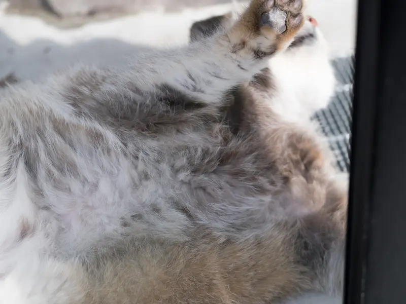旭山動物園のグルーシャの写真