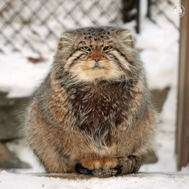ノヴォシビルスク動物園のゼレノゴルスクの写真
