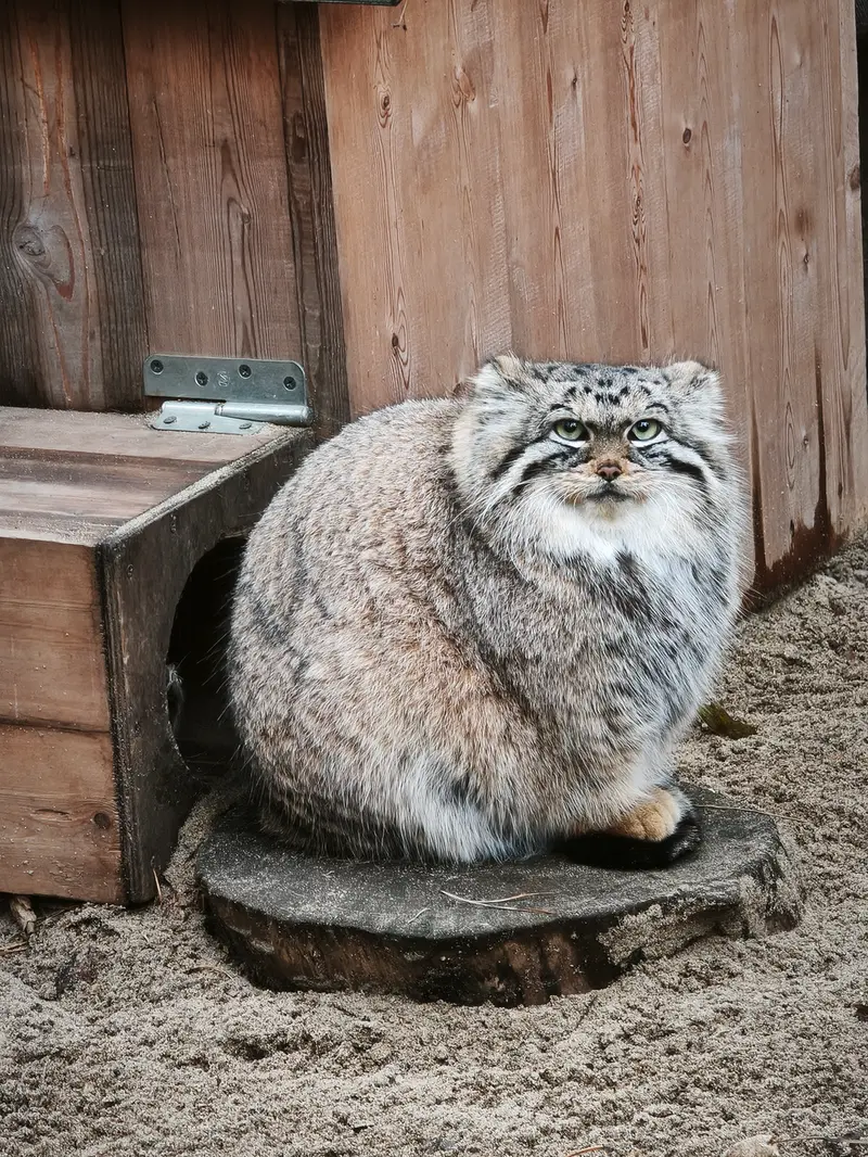 ノヴォシビルスク動物園のアーニャの写真