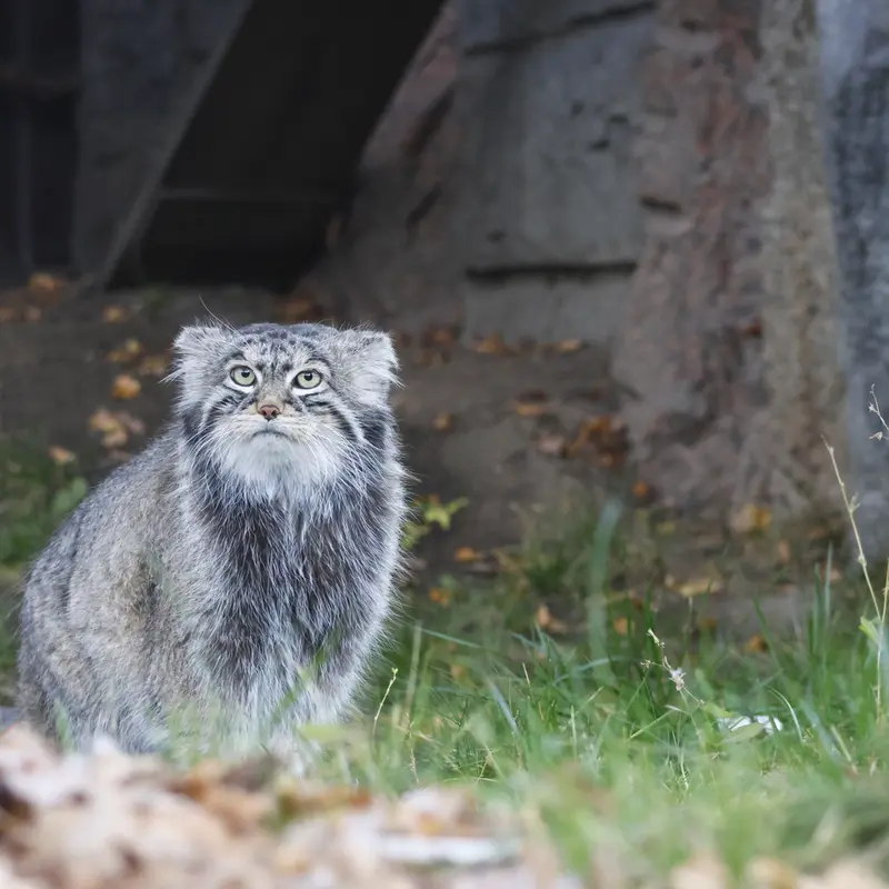 モスクワ動物園のティモフェイの写真