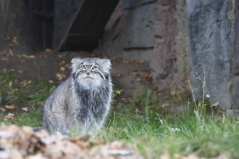 モスクワ動物園のティモフェイの写真