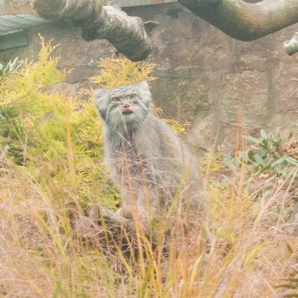 エディンバラ動物園のダッチェスの写真
