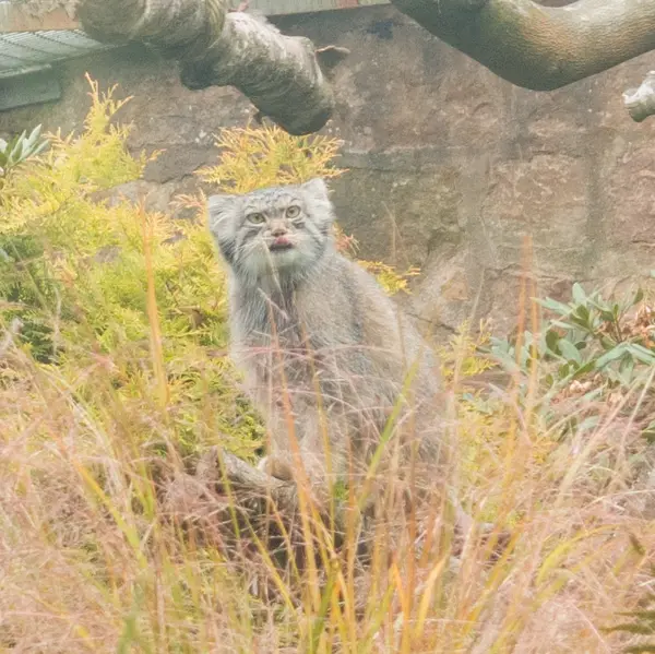 エディンバラ動物園のダッチェスの写真
