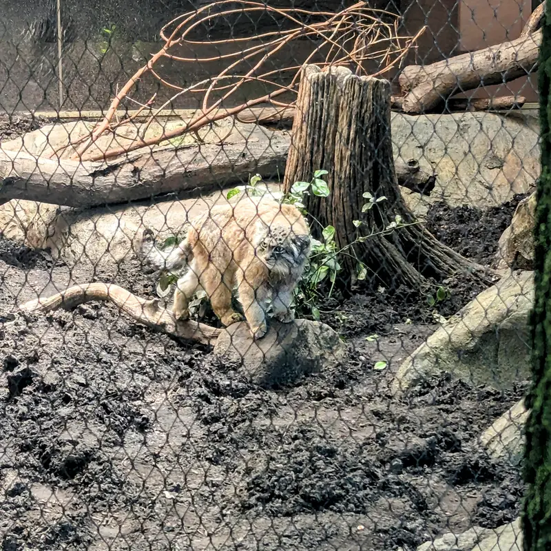 プロスペクト・パーク動物園のサルナイの写真