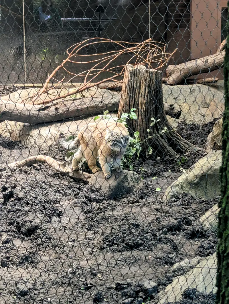 プロスペクト・パーク動物園のサルナイの写真