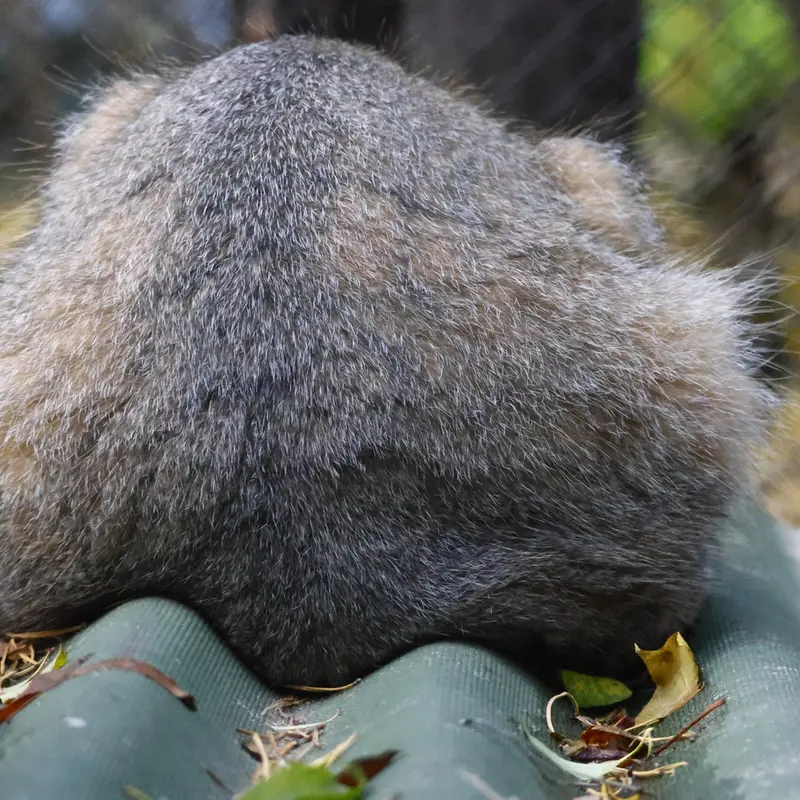 ノヴォシビルスク動物園のジョージの写真