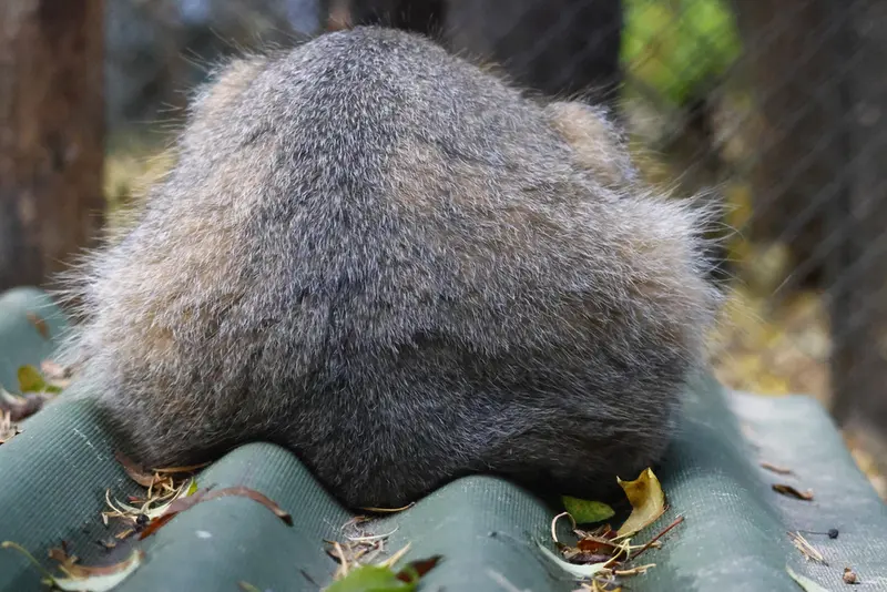 ノヴォシビルスク動物園のジョージの写真