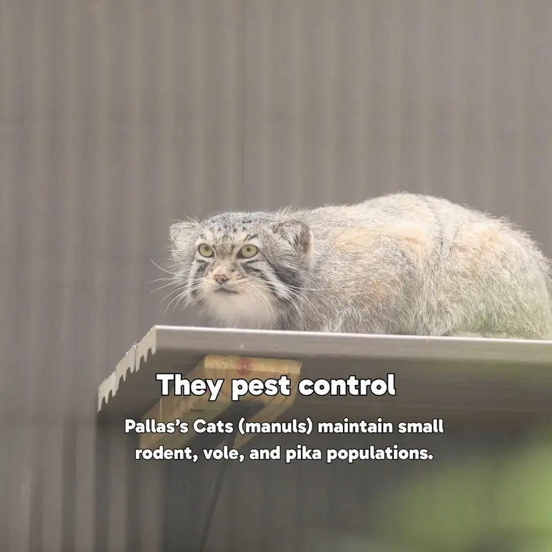 エルムウッド・パーク動物園のレザの写真