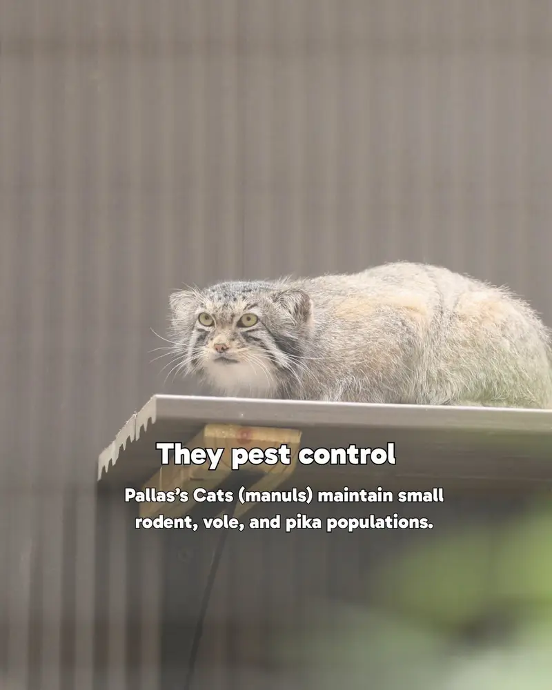 エルムウッド・パーク動物園のレザの写真