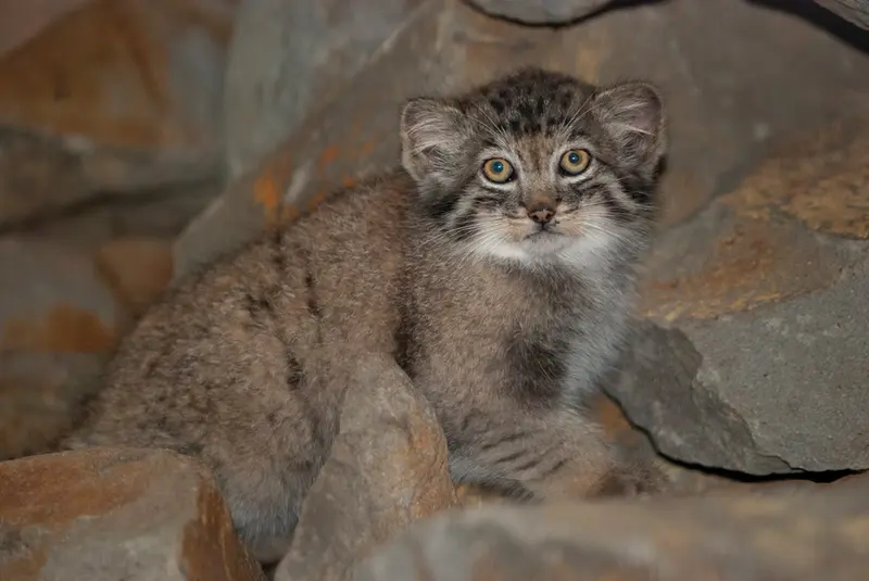 クラクフ動物園のエルデネ Ⅳ の息子（2016年生まれ）の写真