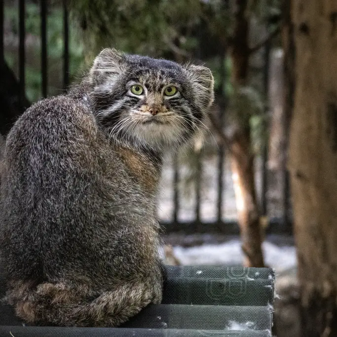 ノヴォシビルスク動物園のマリクの写真