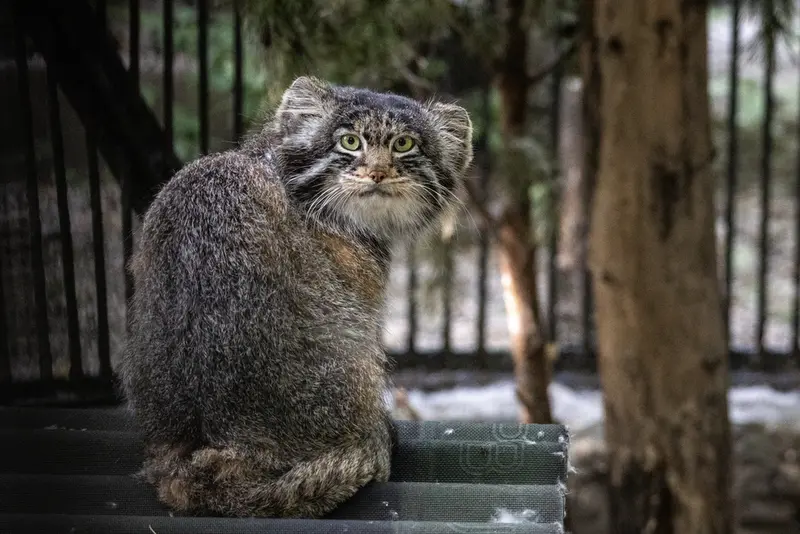 ノヴォシビルスク動物園のマリクの写真