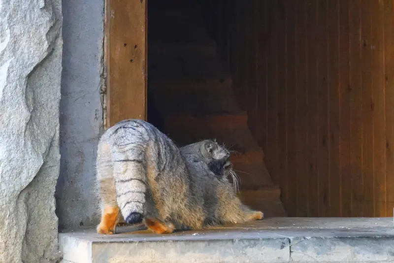 モスクワ動物園のティモフェイの写真