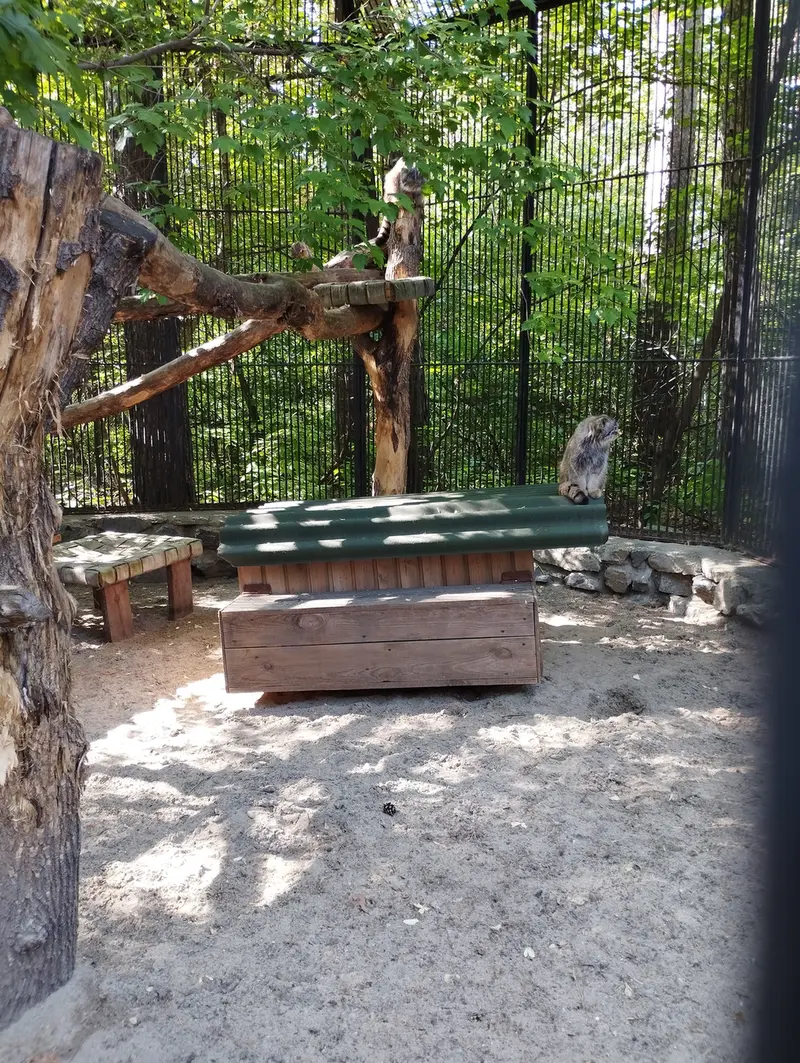ノヴォシビルスク動物園のマヌルネコの写真