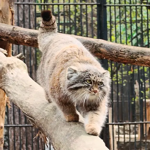 ノヴォシビルスク動物園のマヌルネコの写真