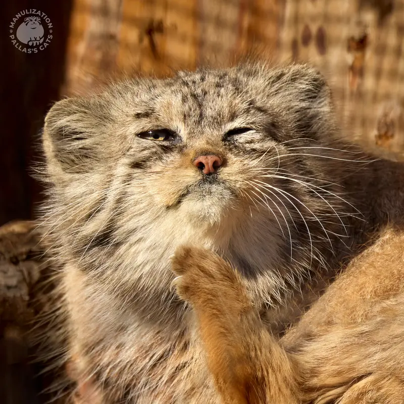 レニングラード動物園のナミカの写真