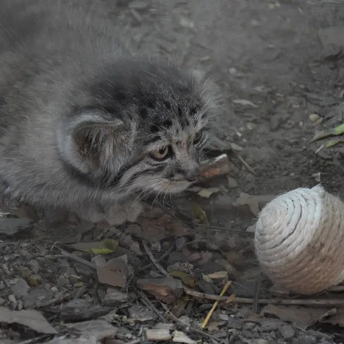 ブダペスト動物園＆植物園のボリス Ⅱの写真