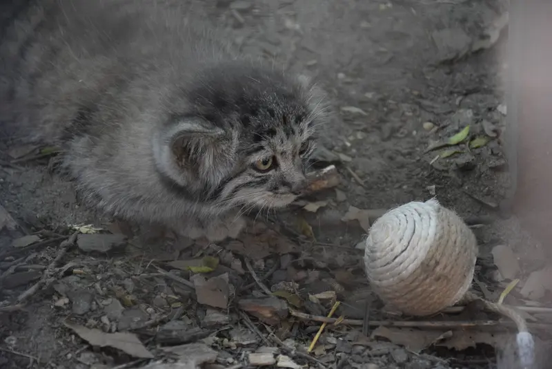 ブダペスト動物園・植物園のボリス Ⅱの写真