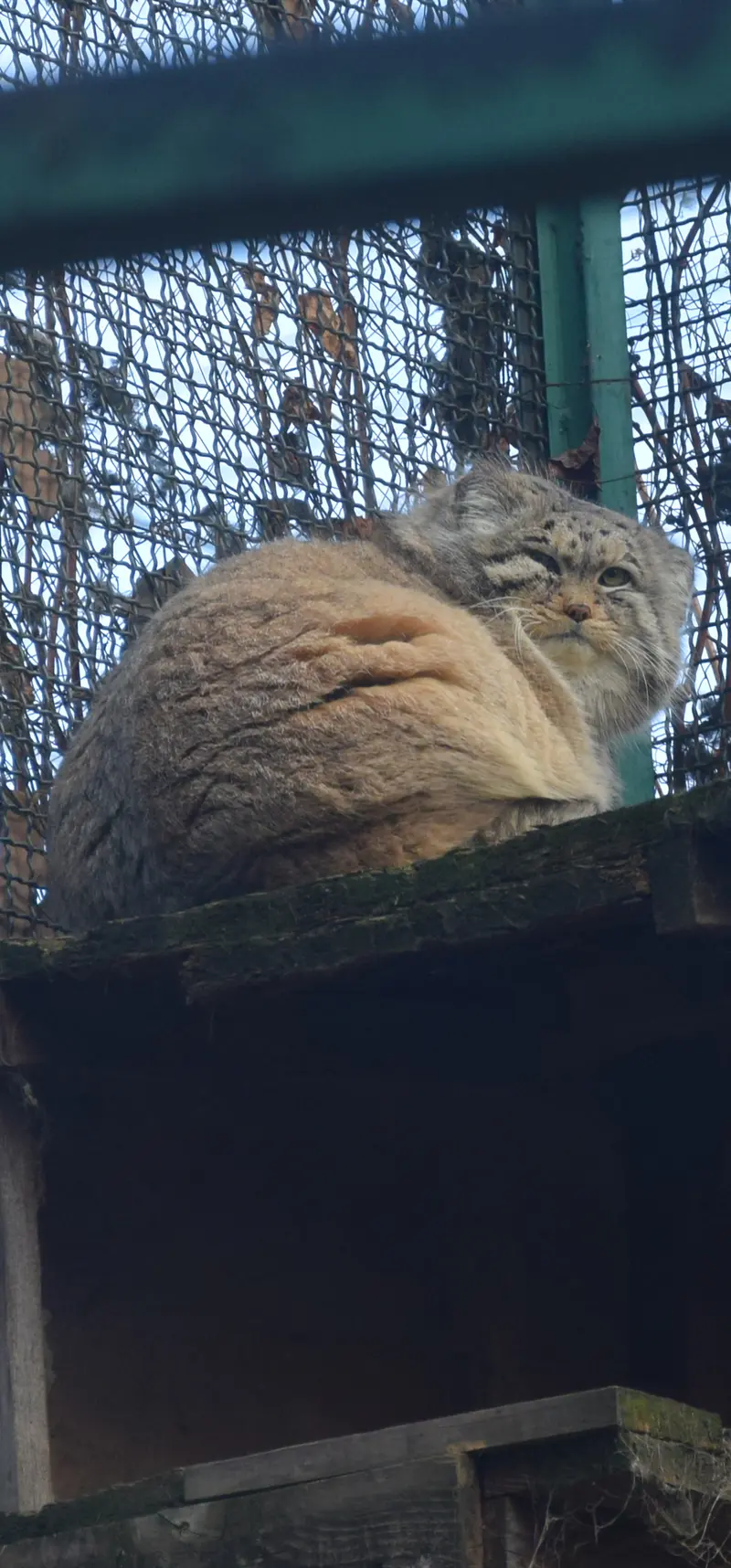 ブダペスト動物園・植物園のボフスの写真