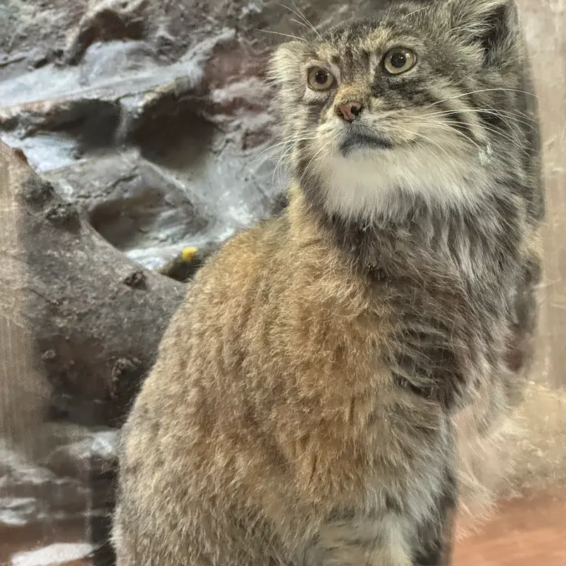 恩賜上野動物園のプリームラの写真