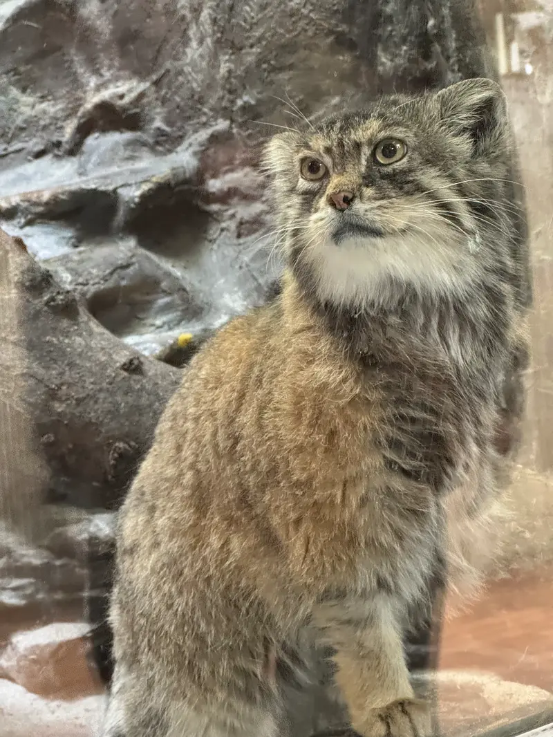 恩賜上野動物園のプリームラの写真