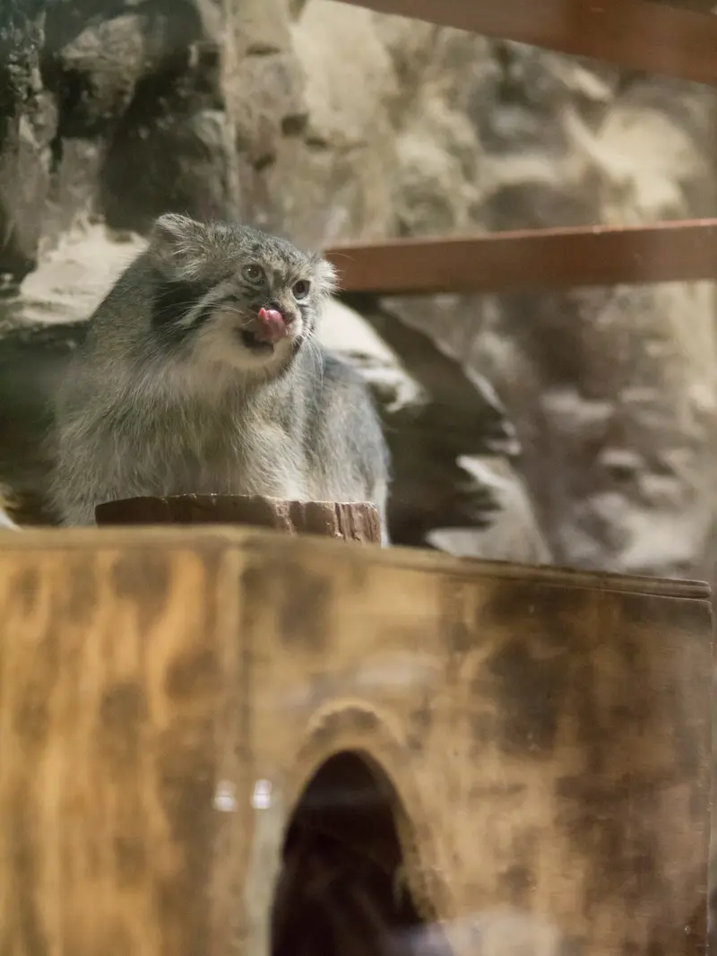 恩賜上野動物園のクリョンの写真