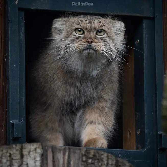 リトアニア動物園のメリッサの写真