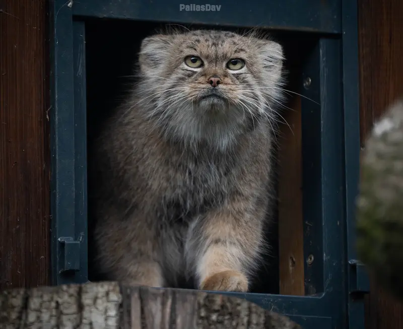リトアニア動物園のメリッサの写真
