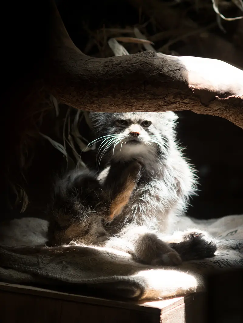 恩賜上野動物園のクリョンの写真