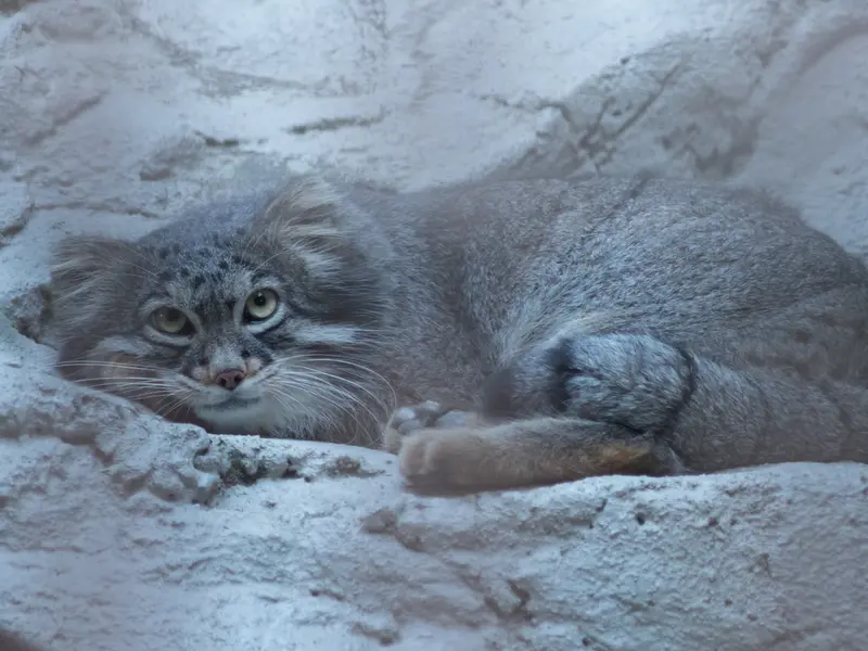 野毛山動物園のフィーガの写真