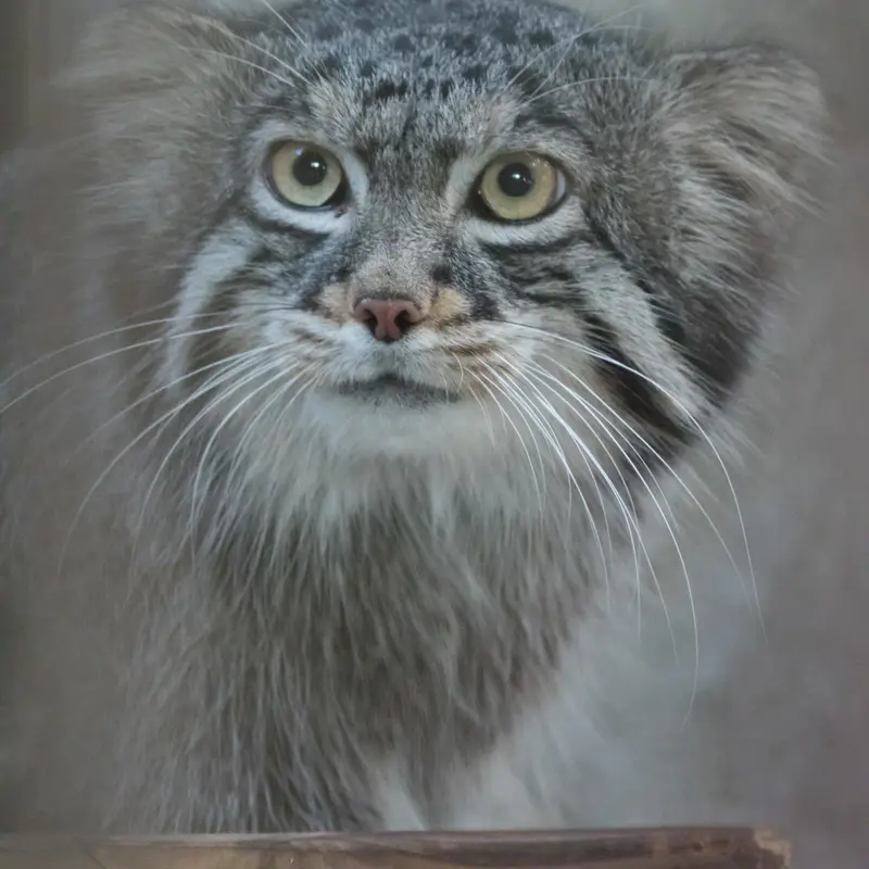 野毛山動物園のフィーガの写真