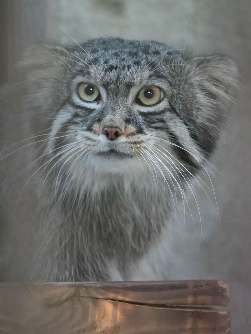 野毛山動物園のフィーガの写真
