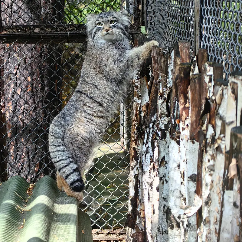 ノヴォシビルスク動物園のラッキーの写真