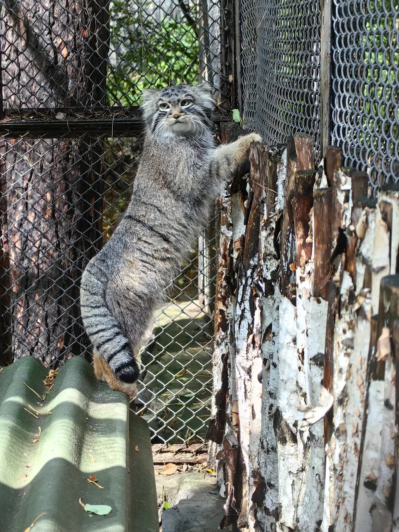 ノヴォシビルスク動物園のラッキーの写真