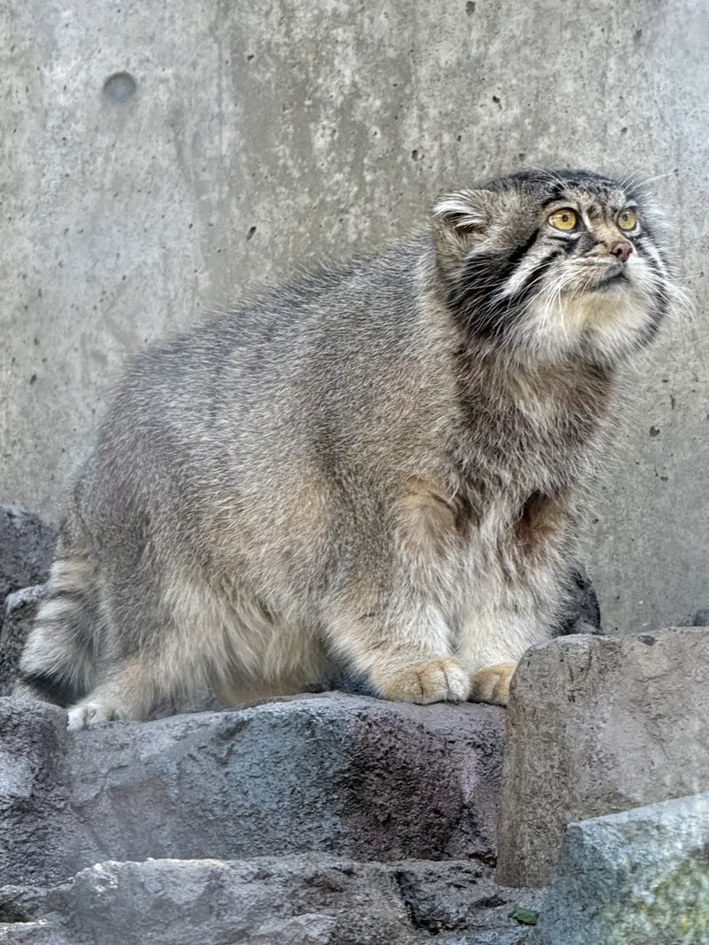 旭山動物園のグルーシャの写真