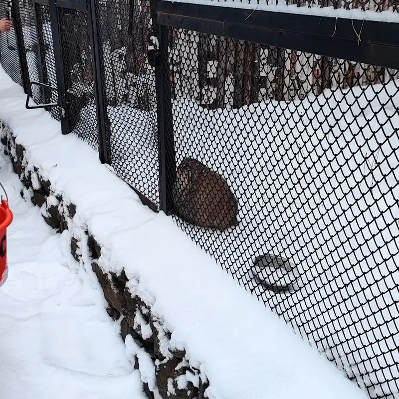 ノヴォシビルスク動物園のマヌルネコの写真