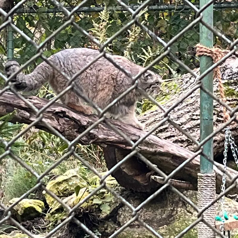 マヌルネコの写真