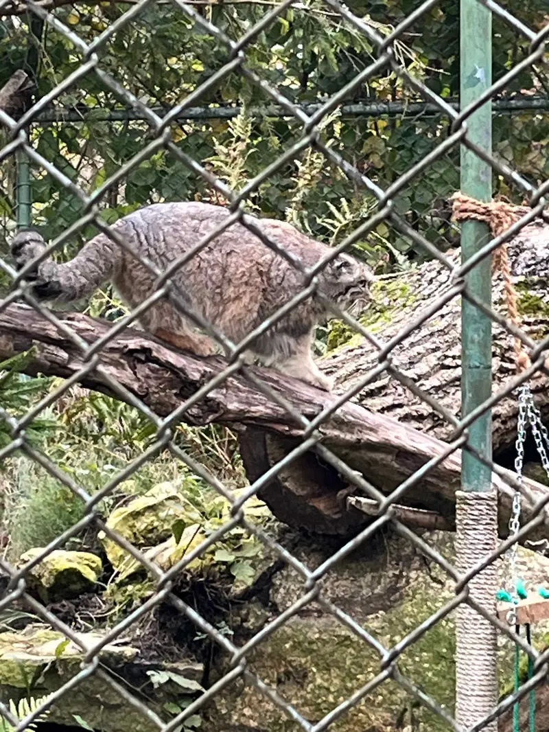 マヌルネコの写真