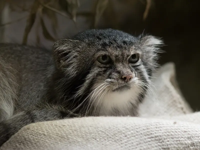恩賜上野動物園のクリョンの写真