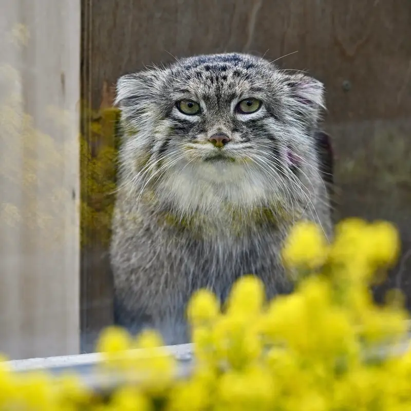 埼玉県こども動物自然公園のオリーヴァの写真