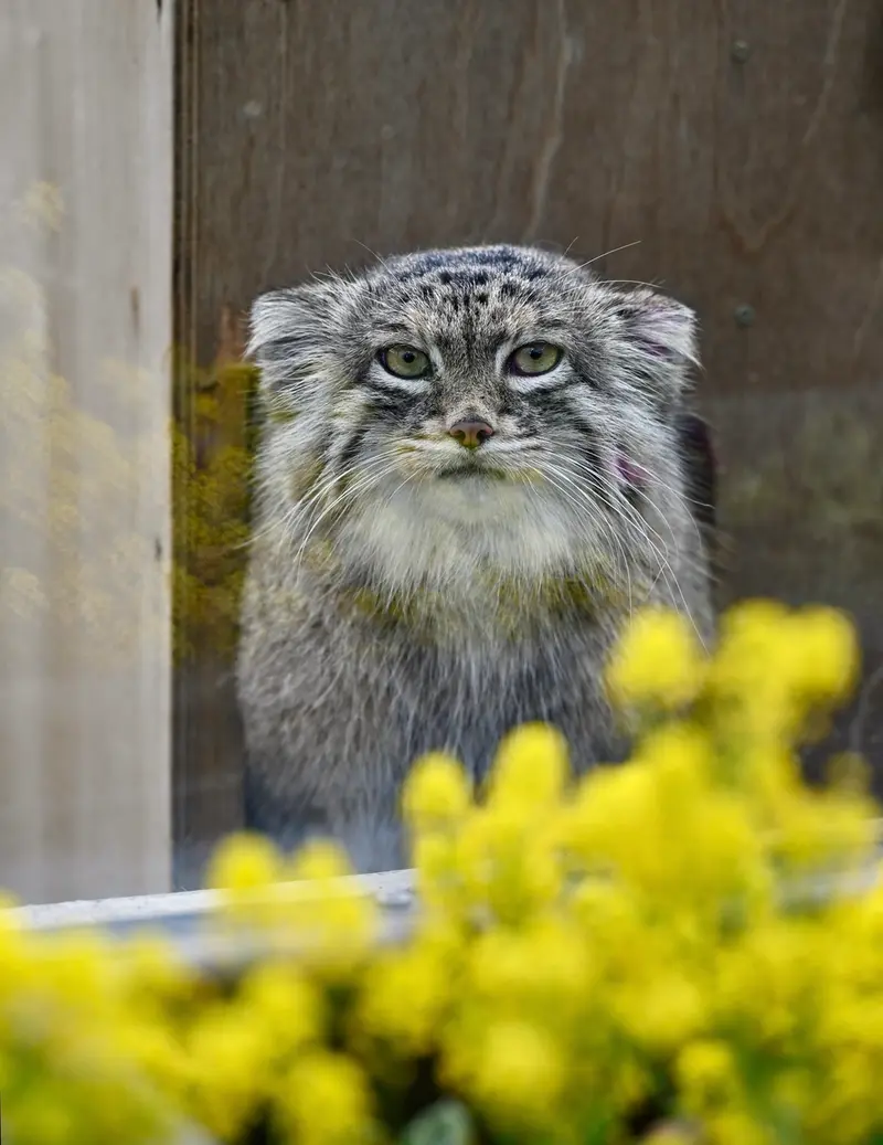 埼玉県こども動物自然公園のオリーヴァの写真