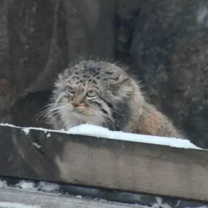 モスクワ動物園のヴァルヴァラの写真