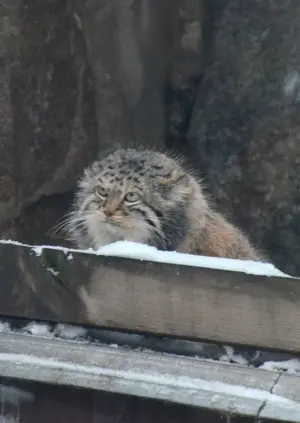モスクワ動物園のヴァルヴァラの写真