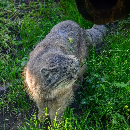 ブダペスト動物園・植物園のボフスの写真