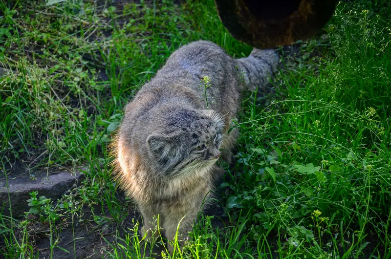 ブダペスト動物園・植物園のボフスの写真